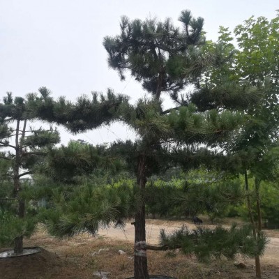 造型黑松