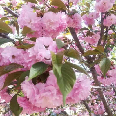 樱花