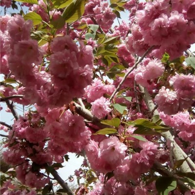 樱花