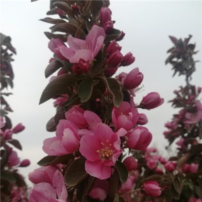 芭蕾舞海棠