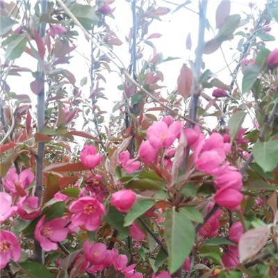 芭蕾舞海棠