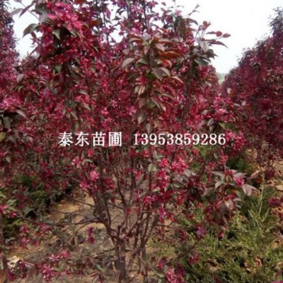 红宝石海棠