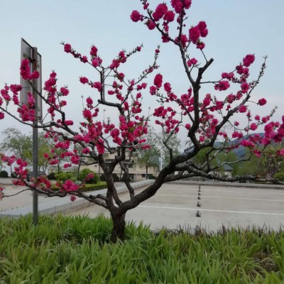 红叶碧桃