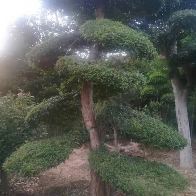 对接白蜡