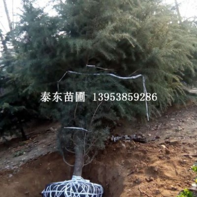 雪松