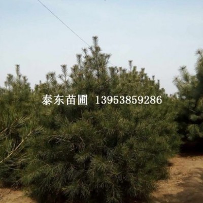 白皮松