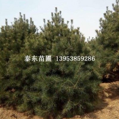 白皮松