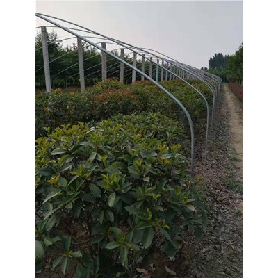红叶石楠