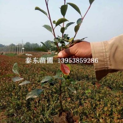 红叶石楠