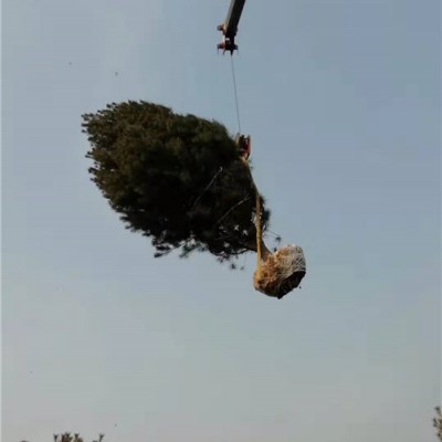 白皮松