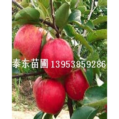 苹果苗