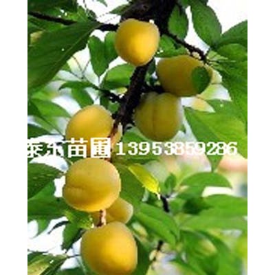 珍珠油杏