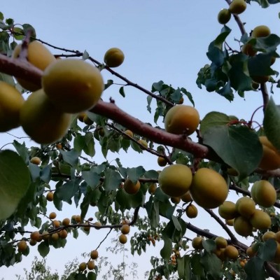 油杏