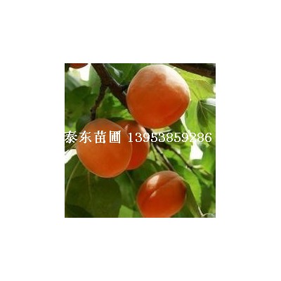 珍珠油杏