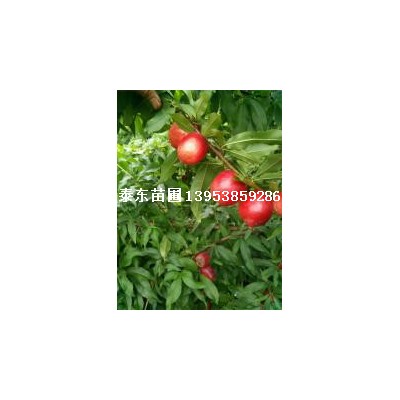 红油桃