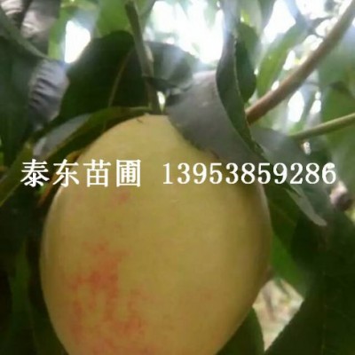桃子树