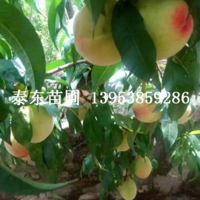 桃子树