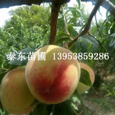 桃子树