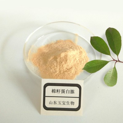 棉籽蛋白胨