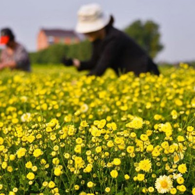 菊花茶批发