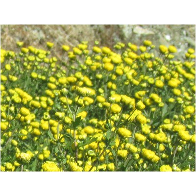 菊花茶批发