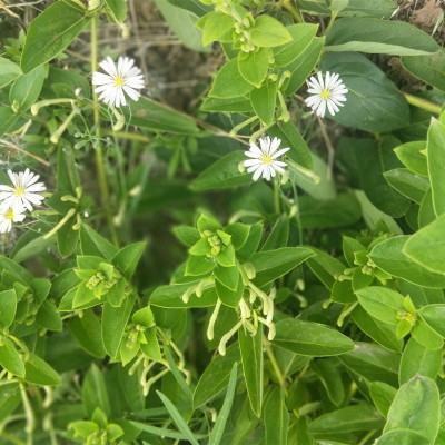 金银花