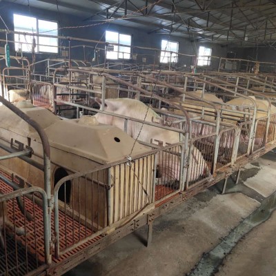 新泰养猪基地