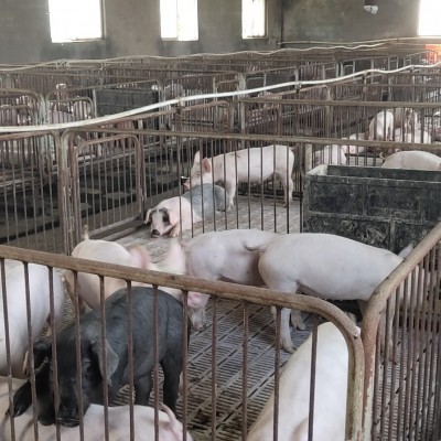 新泰养猪基地