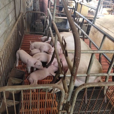 新泰养猪基地