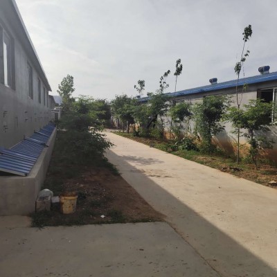 新泰养猪基地
